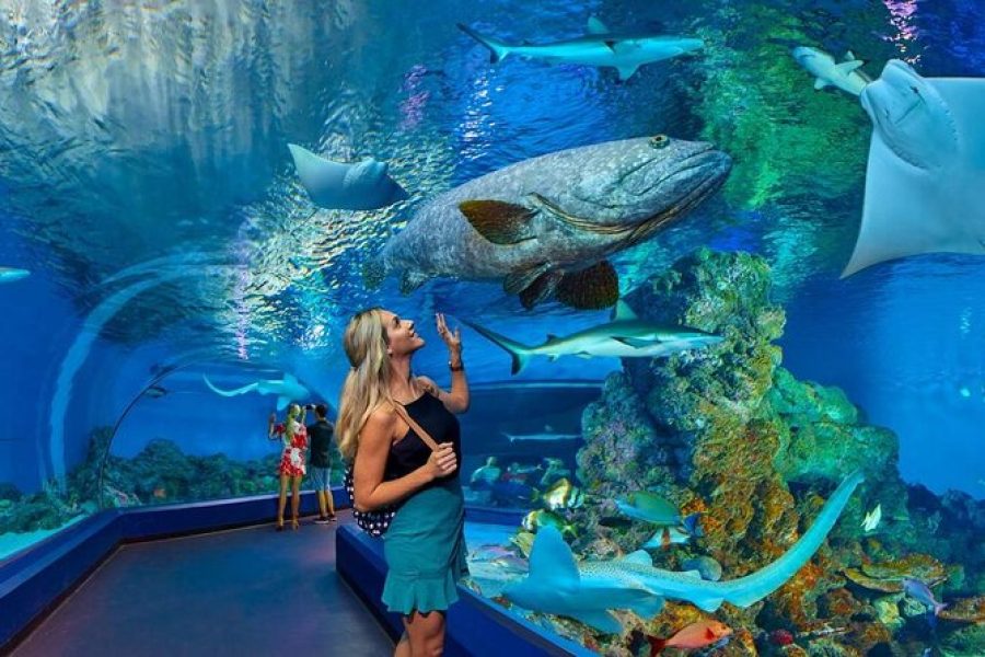 Hurghada Grand Aquarium: Red Sea in Glass & Underwater Tunnel Experience