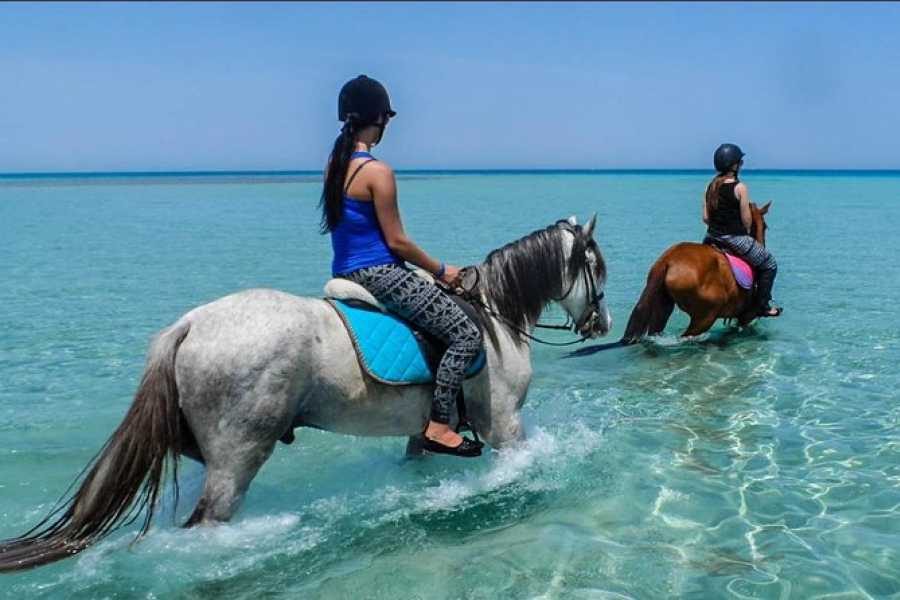 Horse & Camel Riding Experience: Beach or Desert Trail